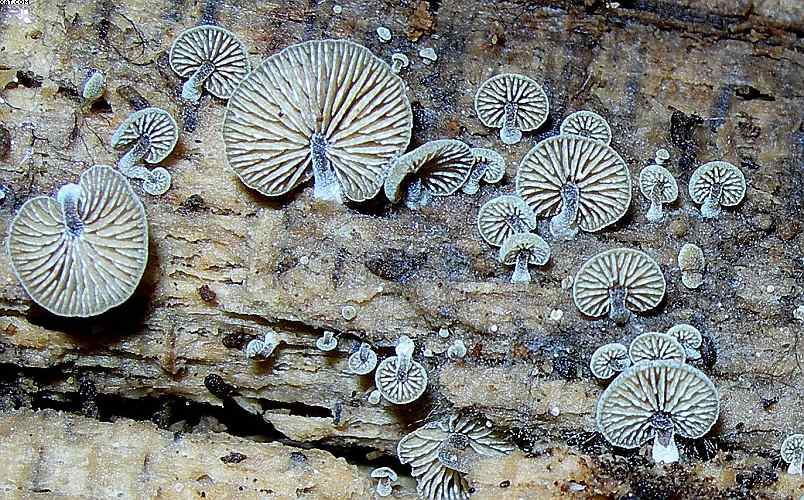 Simocybe haustellaris   ( Fr. )   Watling